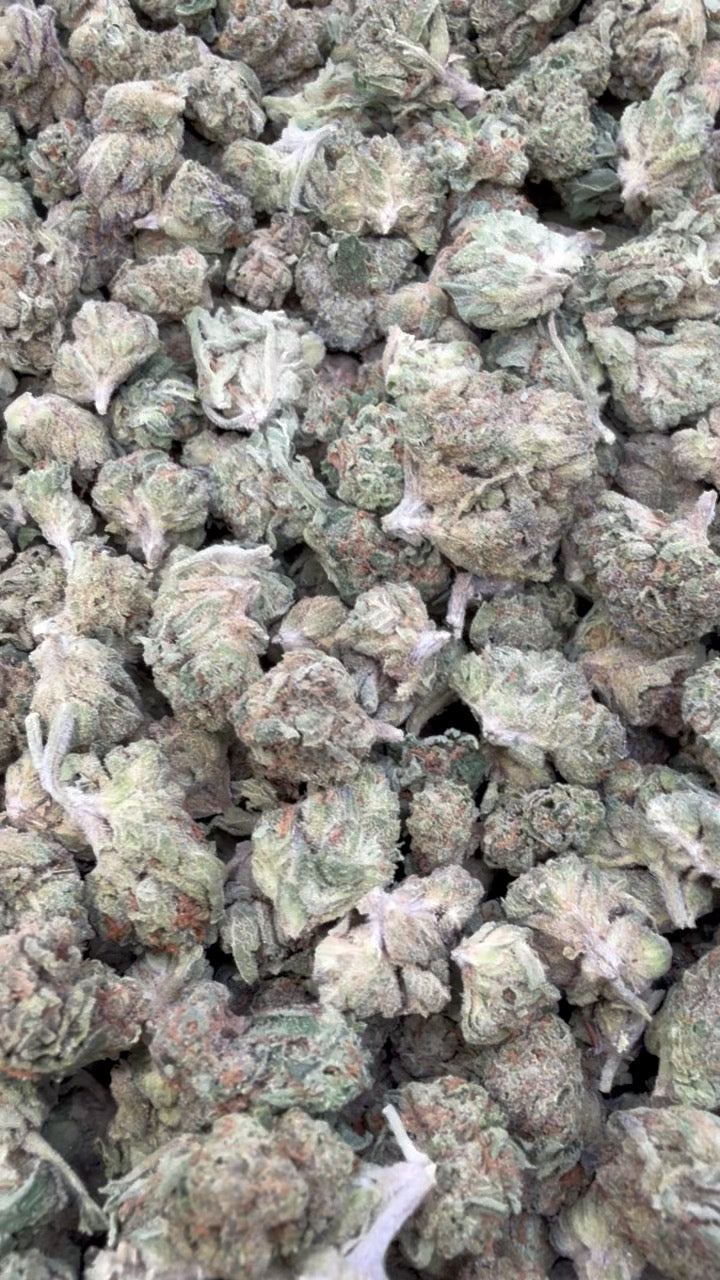 Gruntz Littles - Bulk Littles - Indica