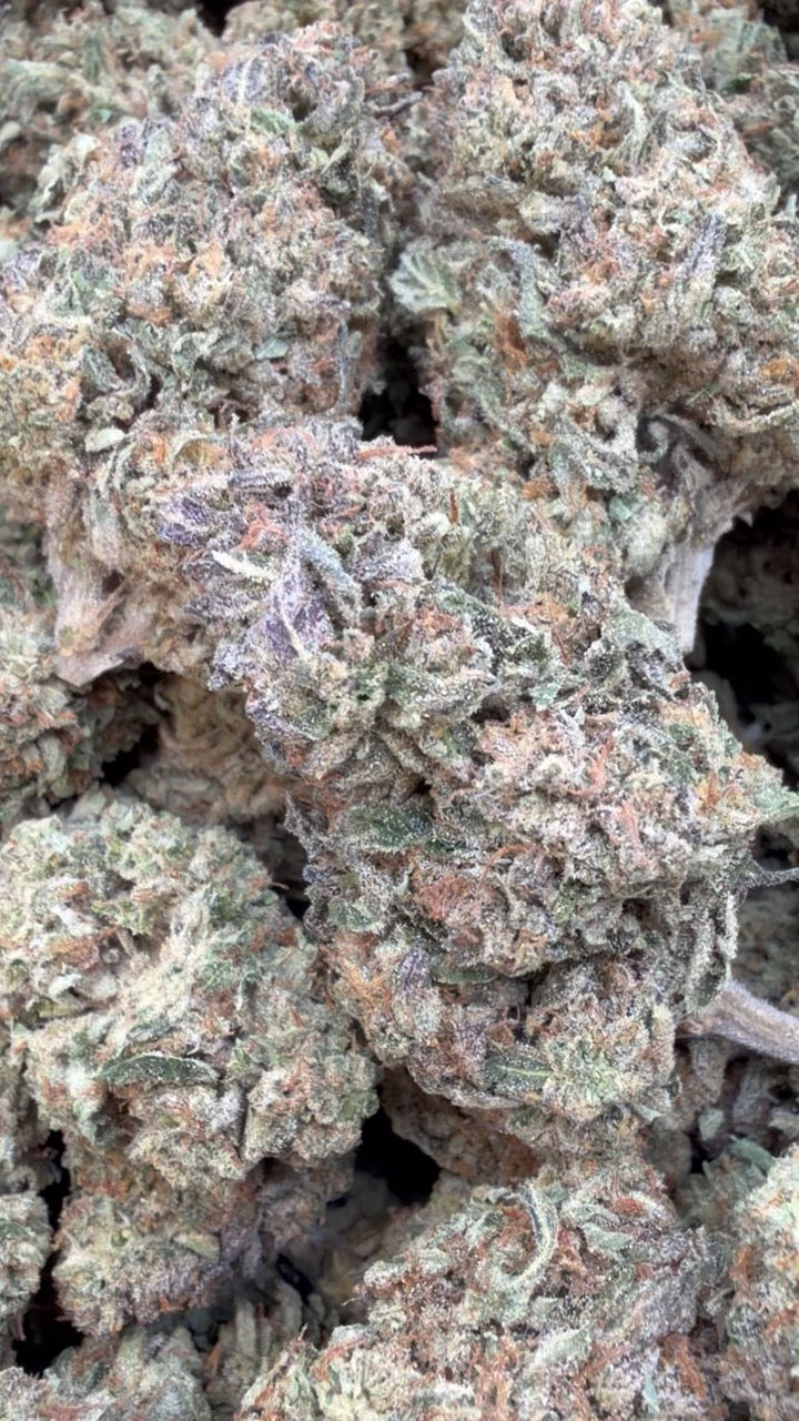 Gelato 41 - Bulk - Hybrid