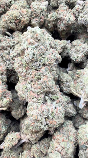 Lemon Sherbs - Bulk - Indica