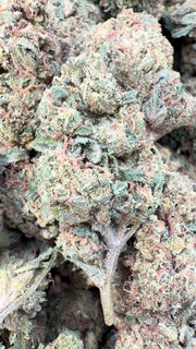 Orange Creamsicle - Bulk - Sativa