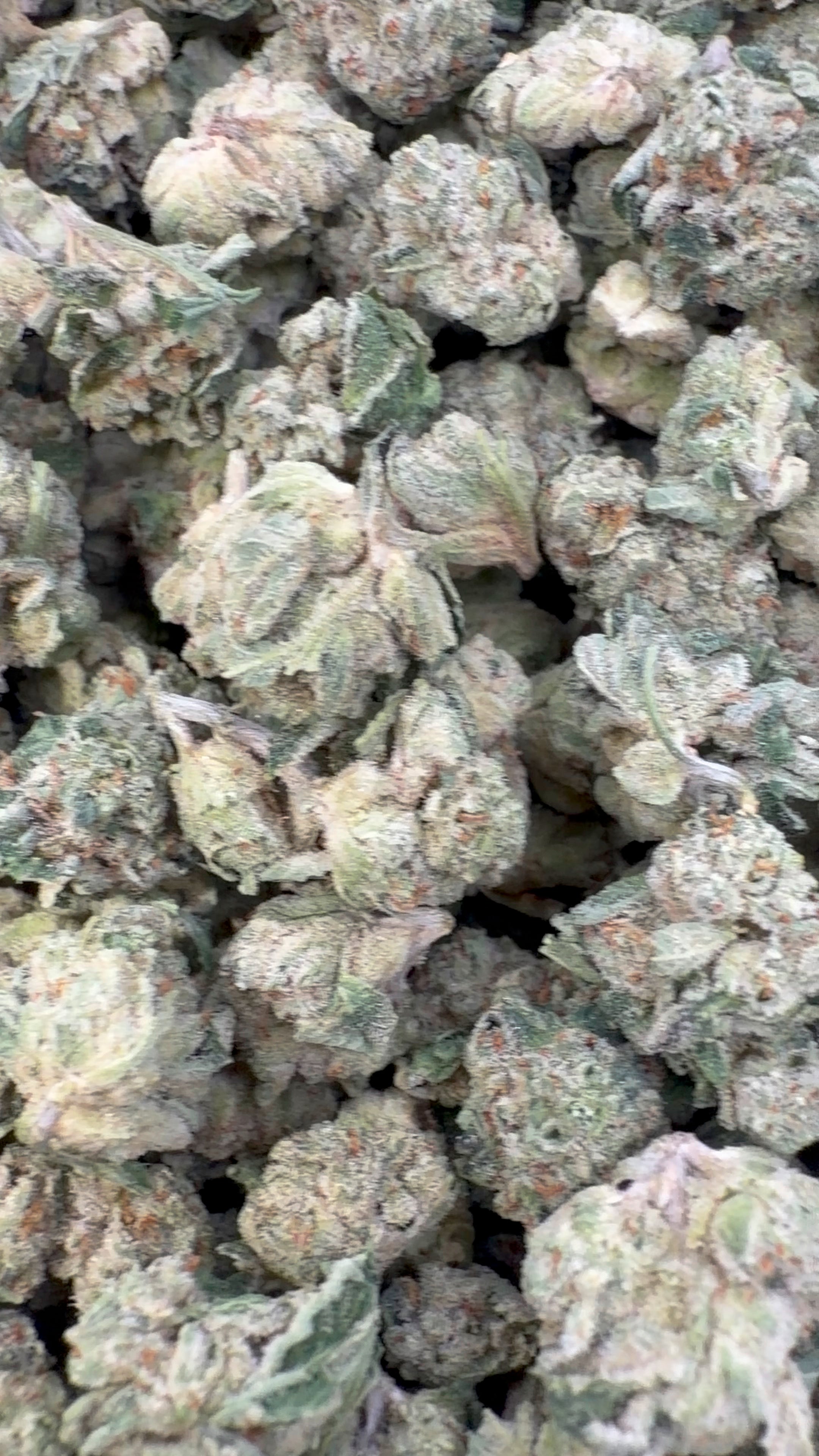 Zlushies Indoor Littles - Bulk Littles - Indica