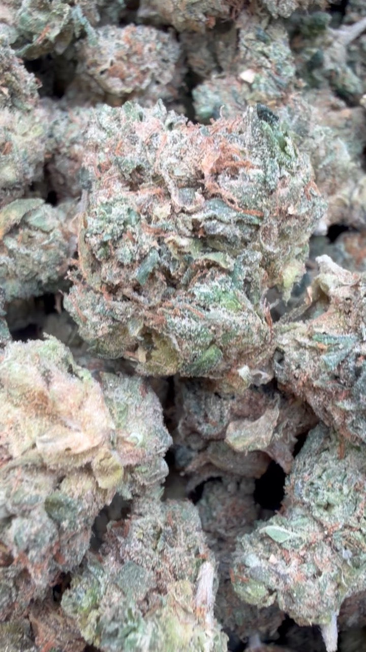 London Pound Cake 97 Indoor Mediums - Bulk Mediums - Indica