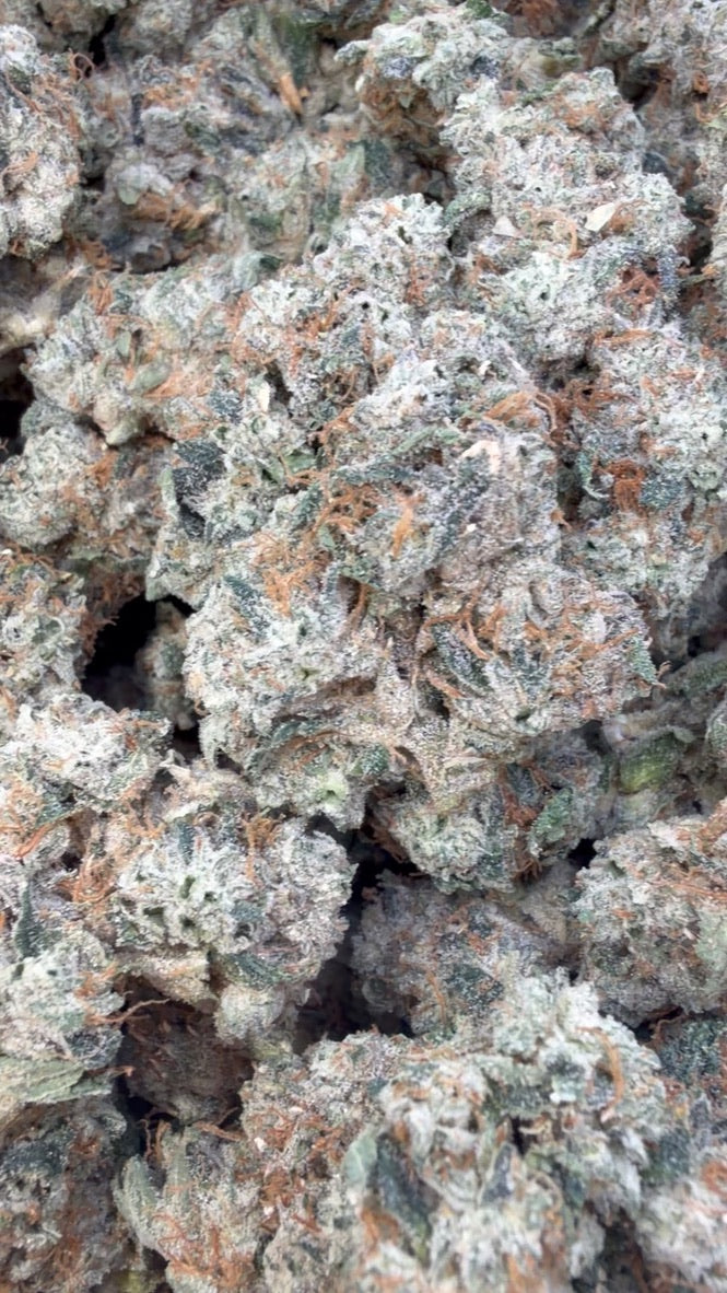 Jet Fuel OG Indoor - Bulk- Indica