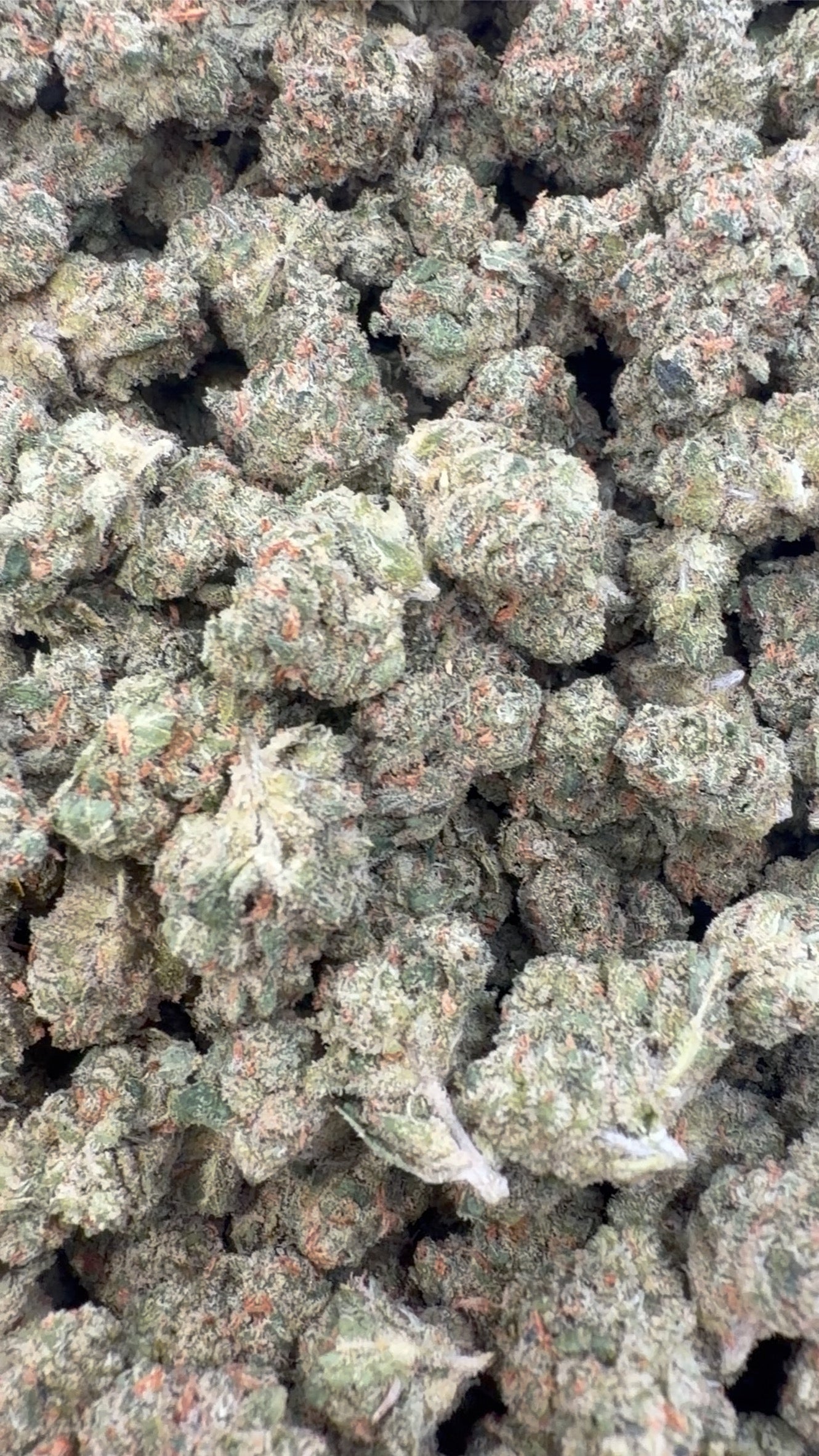 XJ 13 Pequeñas de Interior - Pequeñas a Granel - Sativa