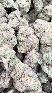 Gary Cherry - Bulk  - Indica