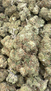 Jack Murphy - Bulk - Indica