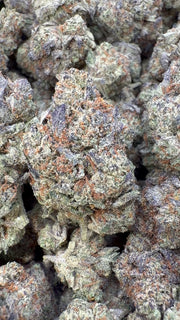 Barneys Biscotti Indoor - Bulk - Indica