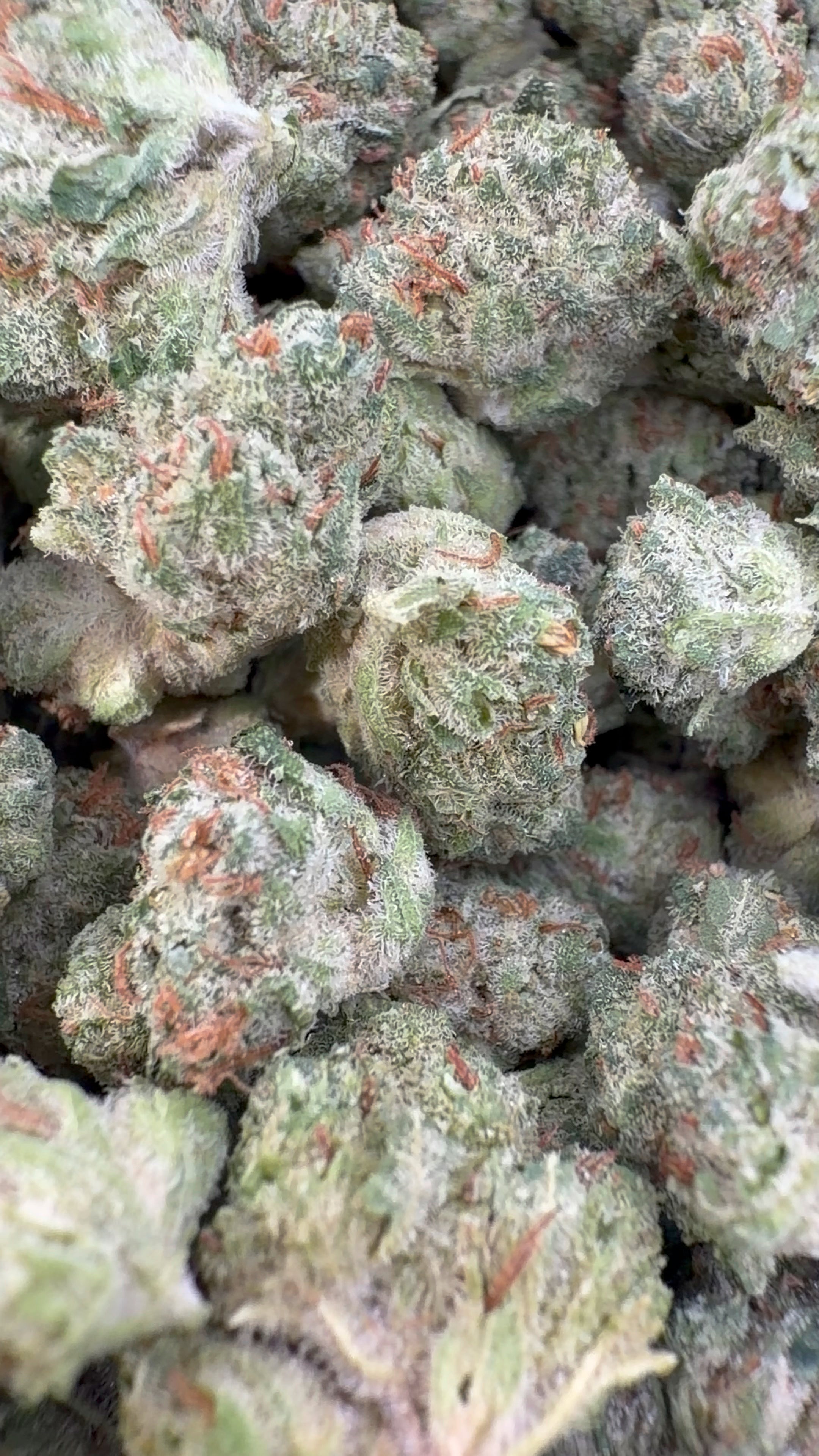 Gas de la risa para interiores pequeños - Pequeños a granel - Híbridos