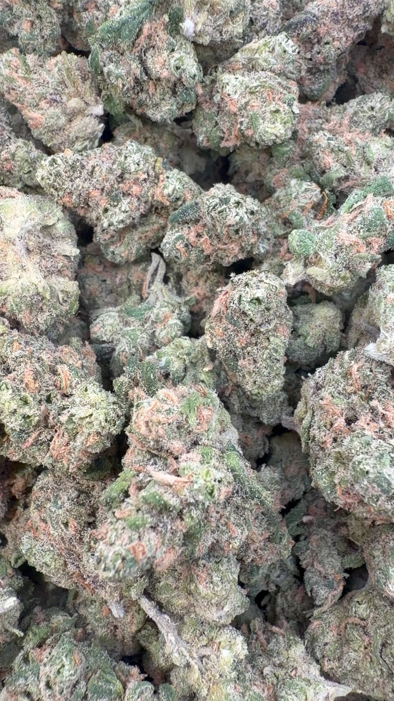 Double Dream Indoor Littles - Bulk Littles - Sativa