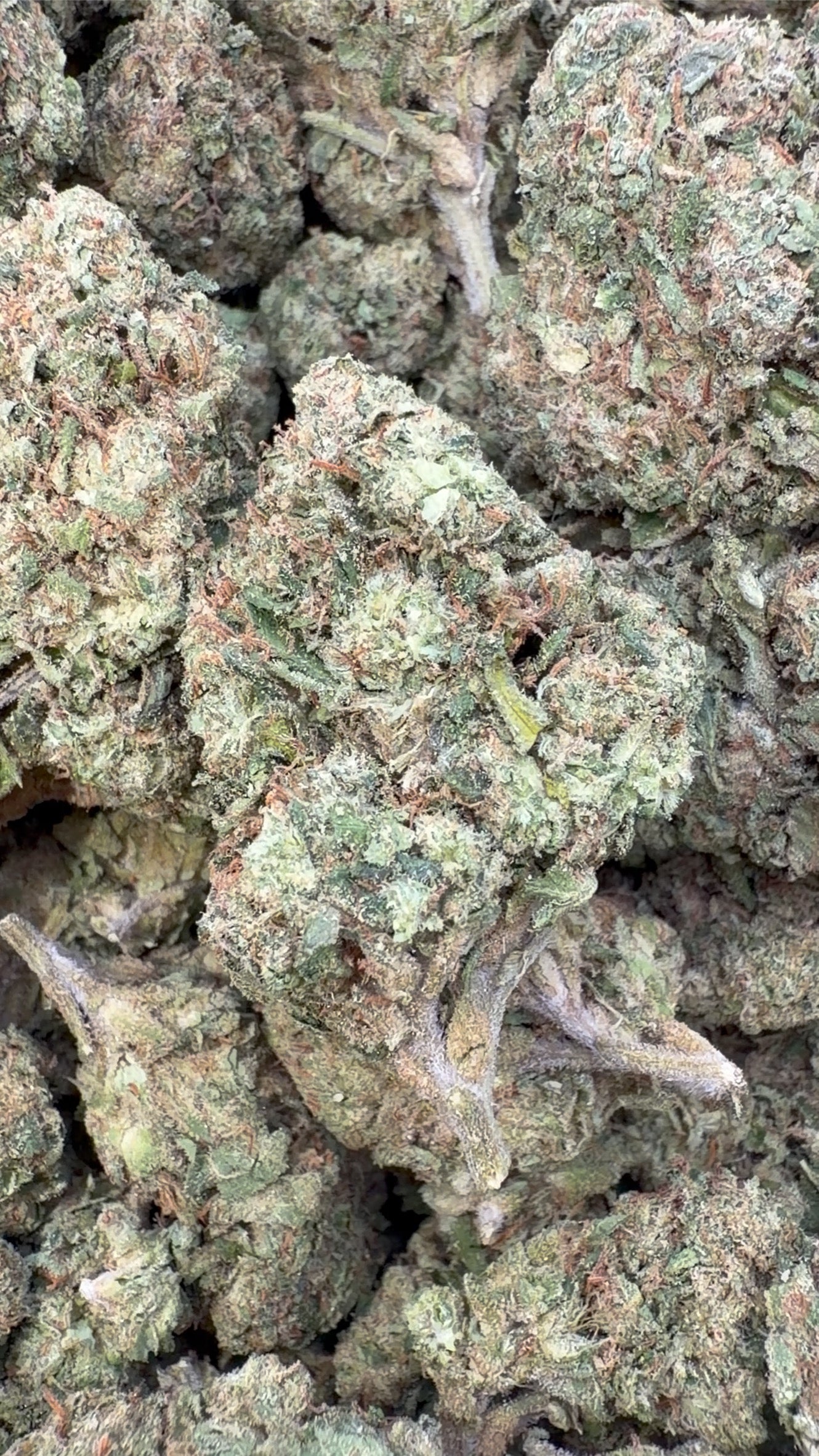 White Runtz - Bulk - Hybrid