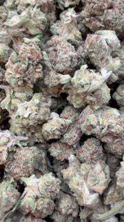 Horchata Gas Littles - Bulk Littles - Hybrid