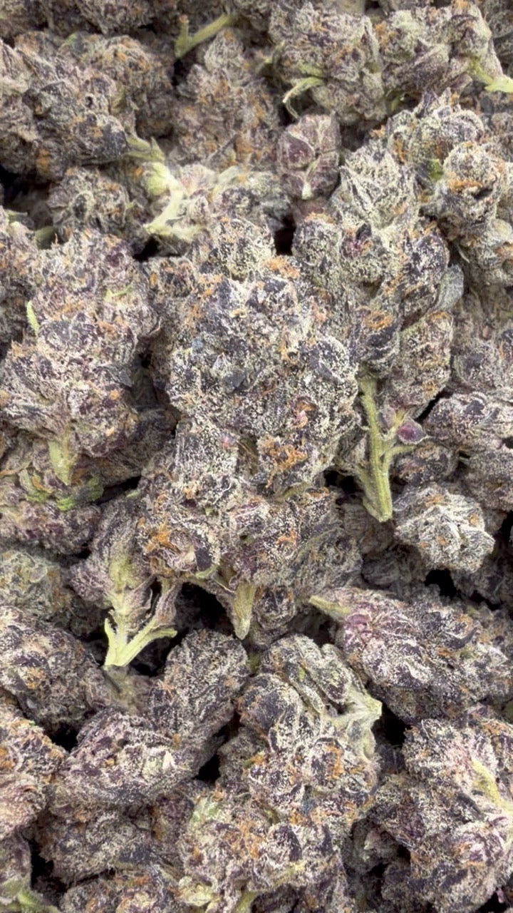 Purple Jack exótico de interior - A granel - Híbrido 