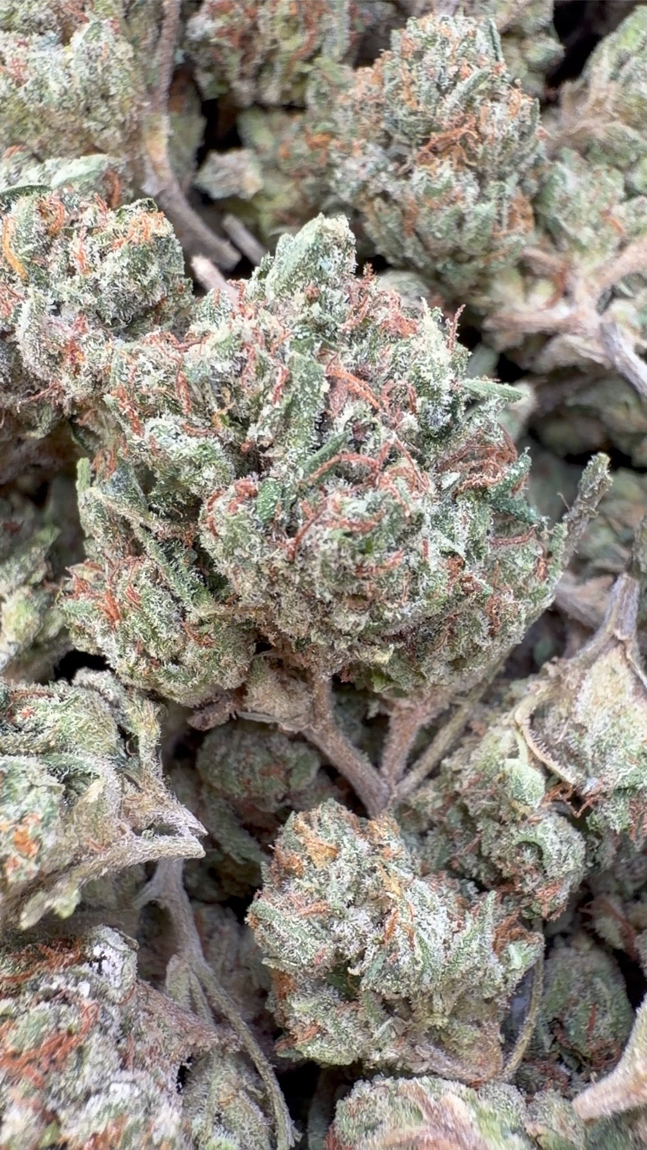 Skywalker OG Indoor Littles - Littles a granel - Indica 