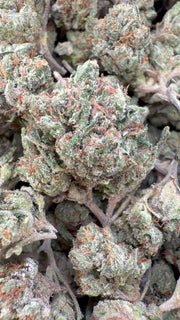 Skywalker OG Indoor Littles - Bulk Littles - Indica