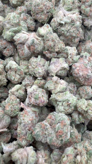 Star Fighter Littles - Bulk Littles - Indica