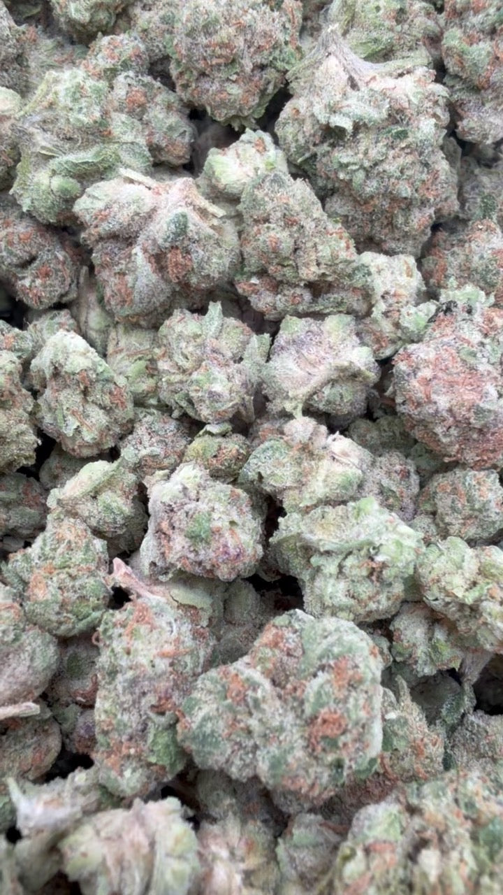Star Fighter Littles - Bulk Littles - Indica