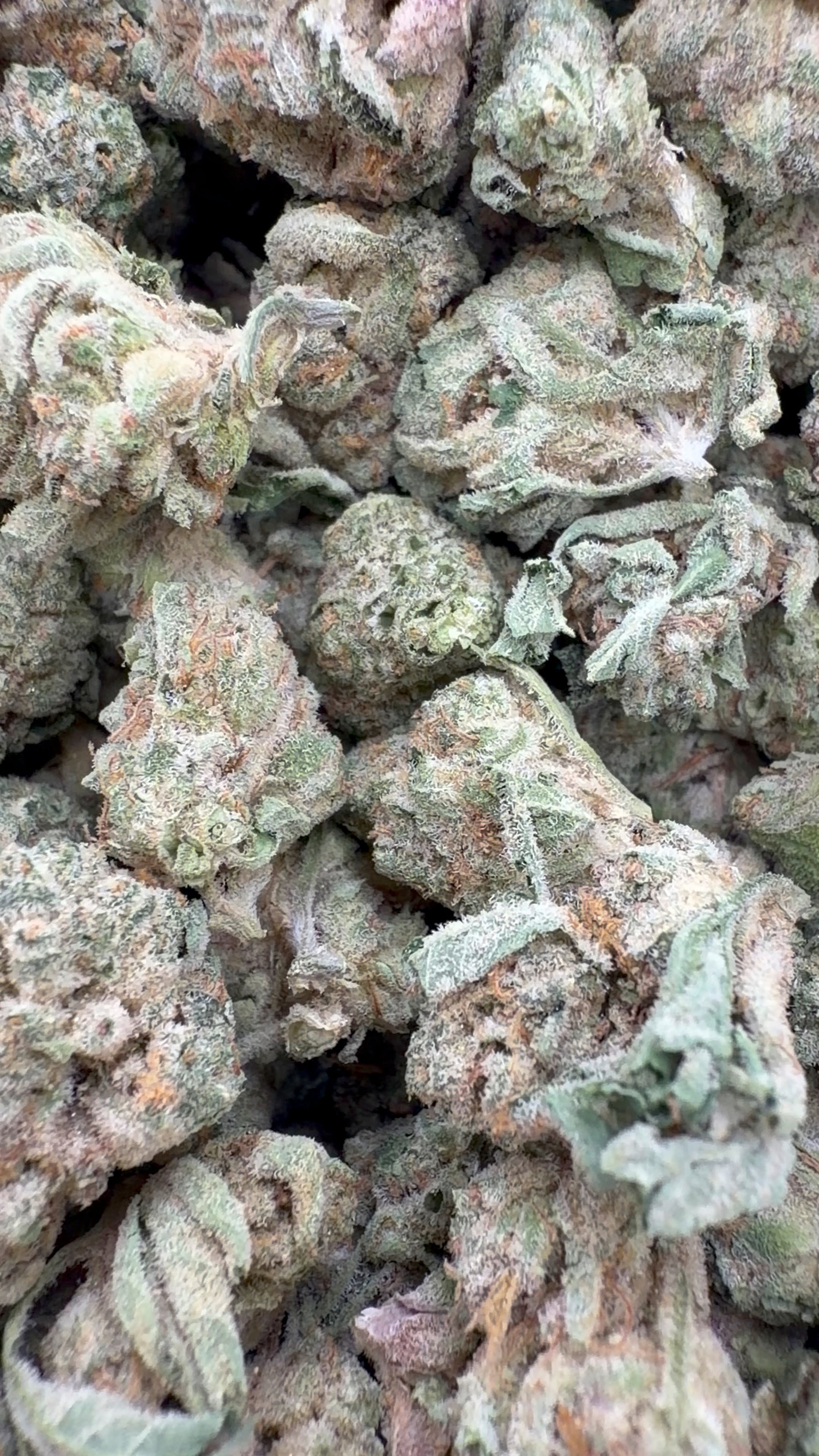 Pastel de bodas de interior - Pequeñas plantas a granel - Indica