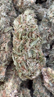 Banjo - Bulk - Sativa