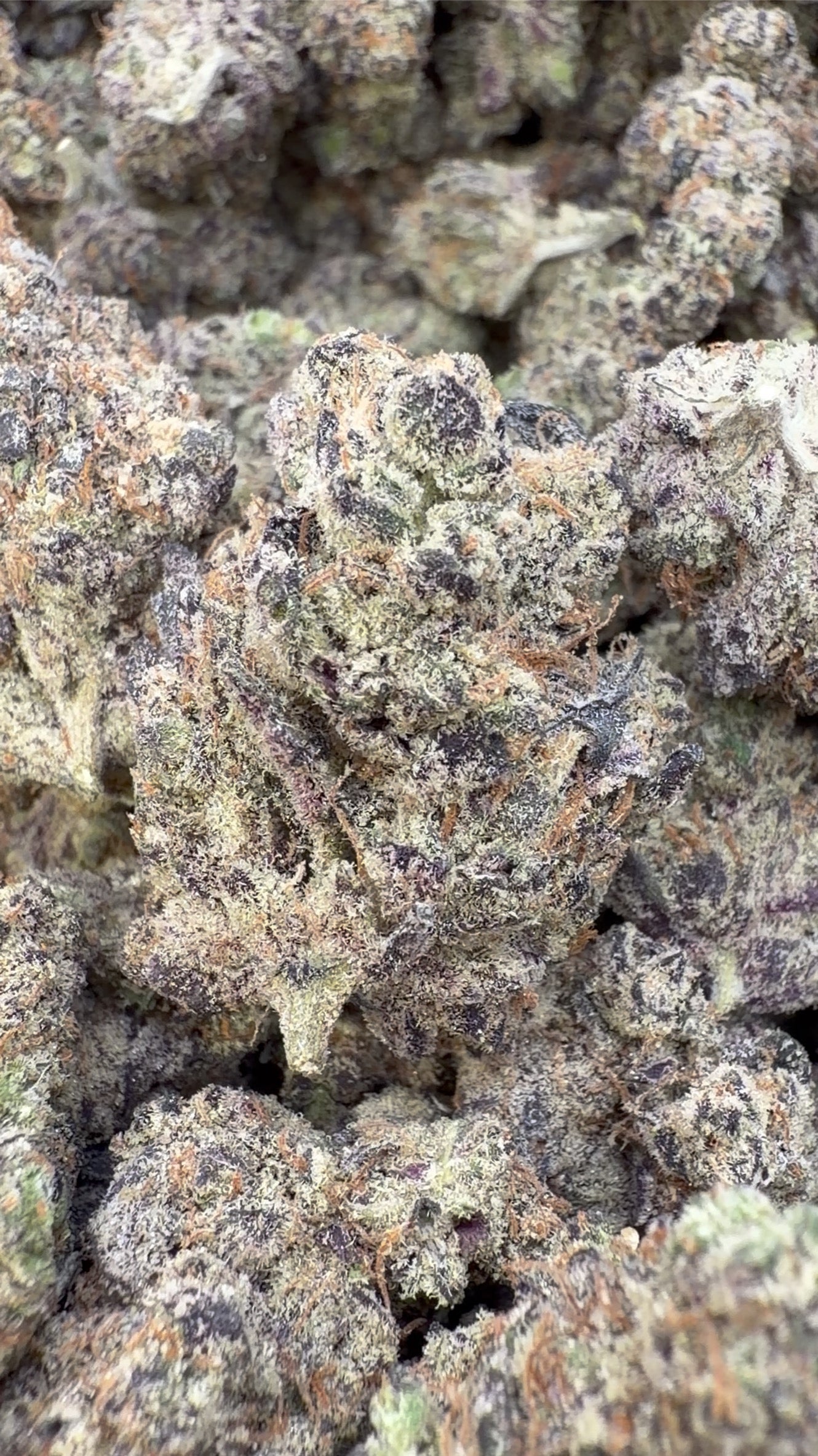 Icy Pop Indoor - Bulk - Hybrid