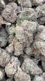 Lemon Cherry Gelato Mediums - Bulk Mediums - Hybrid