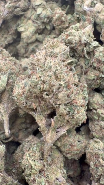 Zlushies - Bulk - Indica