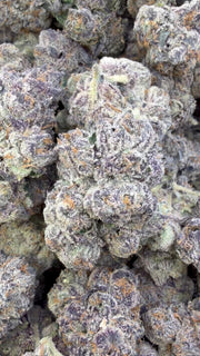 Versace - Bulk - Hybrid