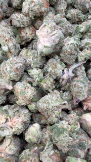 Gusher Mintz Littles - Bulk Littles - Hybrid