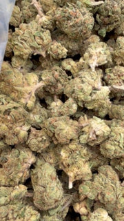 Snowman Littles - Bulk Littles - Hybrid