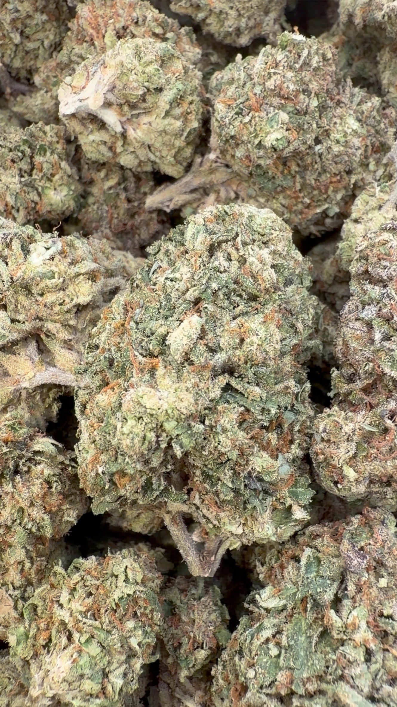 Biscotti Mintz - Bulk - Indica