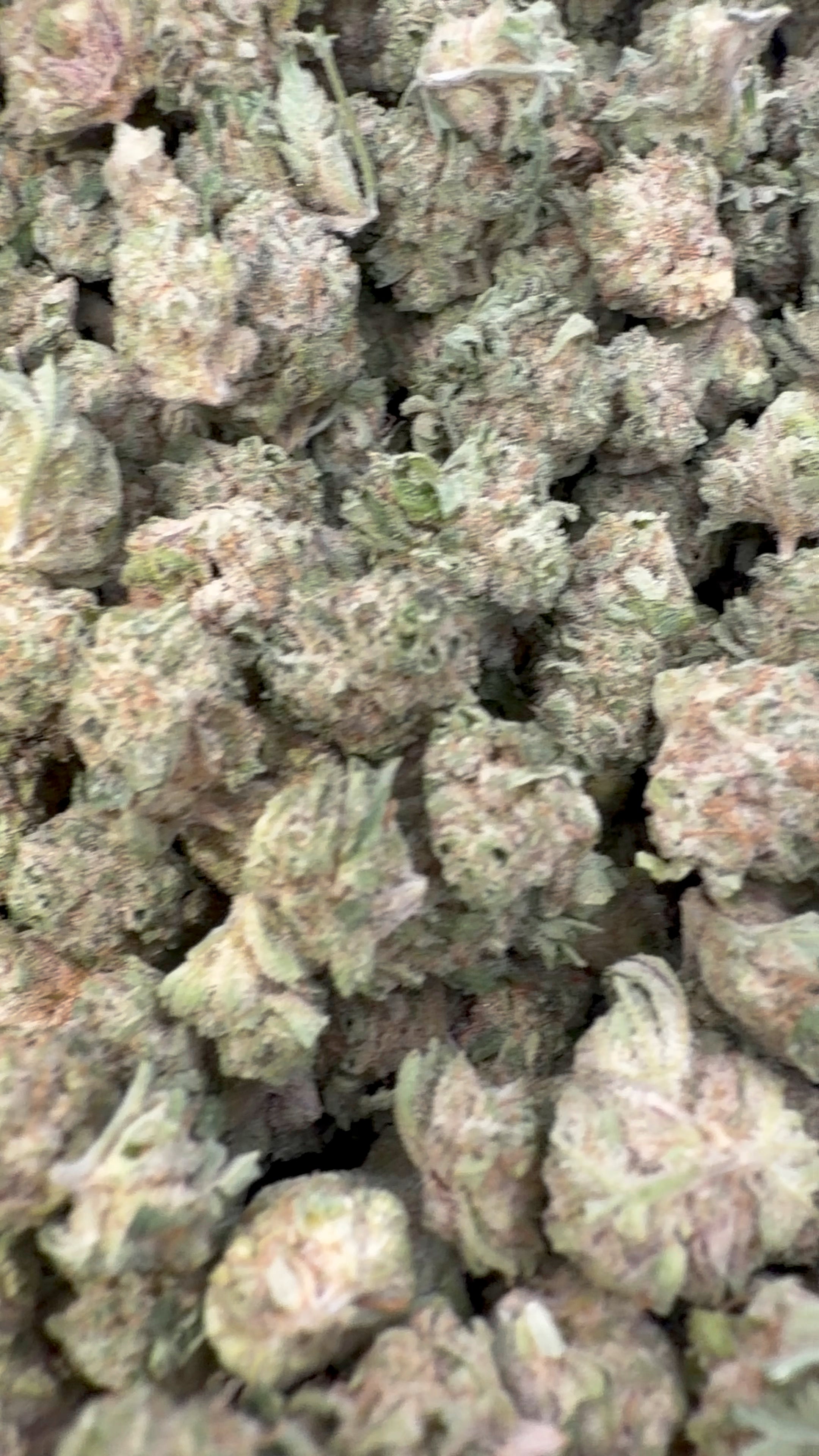 Barras de Limón y Arándanos - Pequeñas de Interior - Pequeñas a Granel - Híbridas