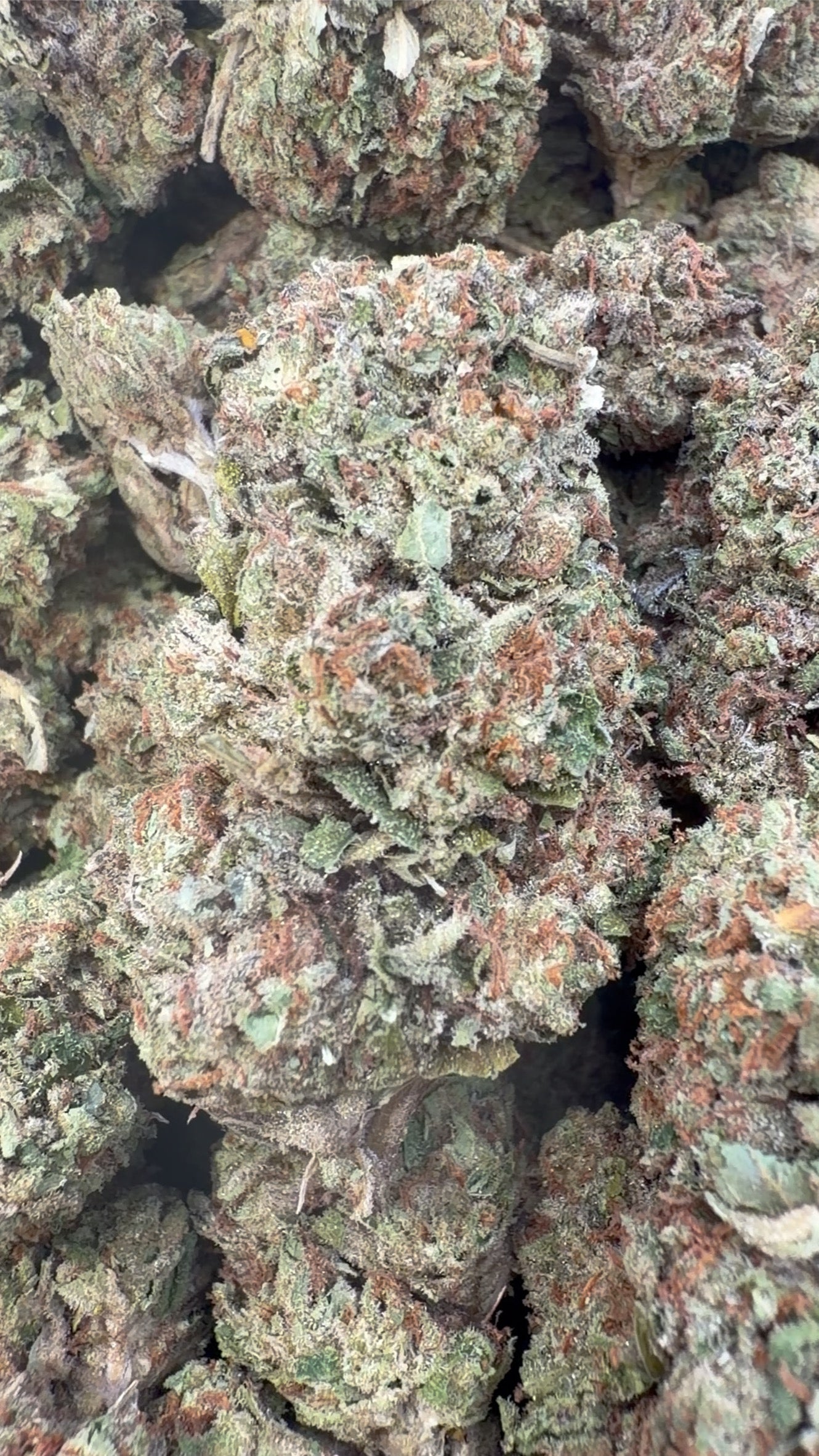 Gelato 41 - Bulk - Hybrid