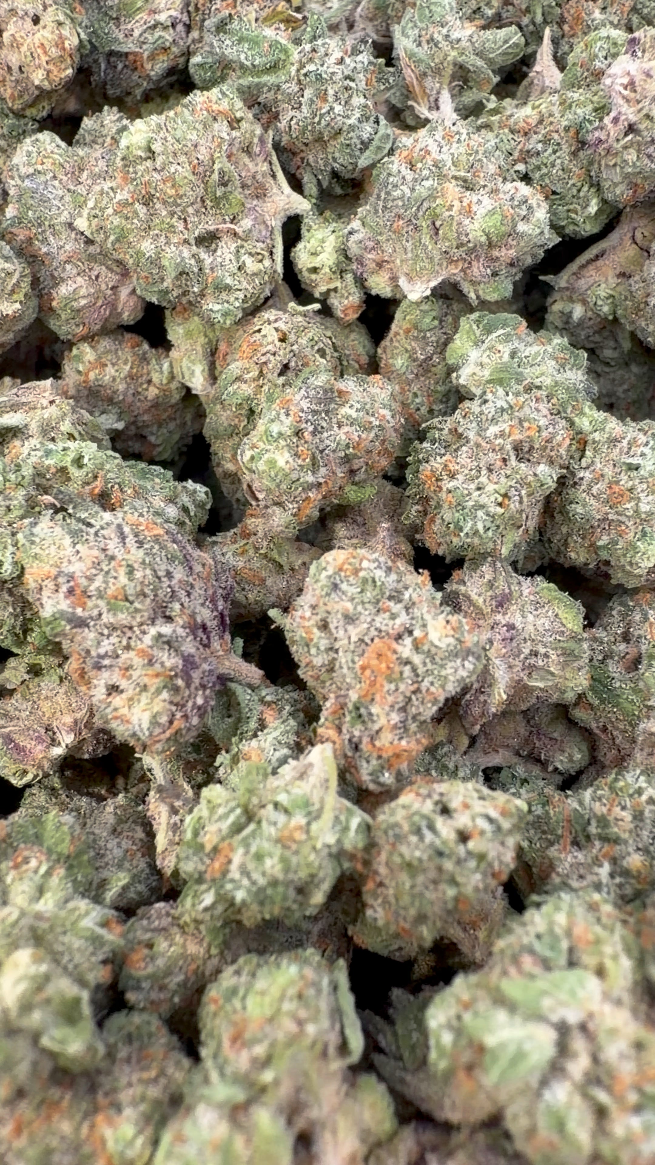 Pequeñas de interior de oro de 24 quilates - Pequeñas a granel - Indica 