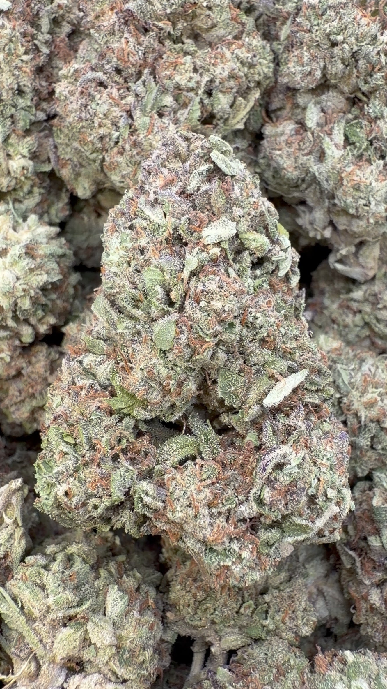 Pastel de lava - A granel - Indica