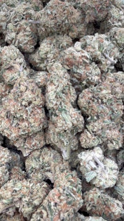 Blueberry Headband  - Bulk - Hybrid