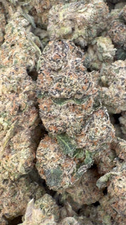 Sunset Sherbet - Bulk - Hybrid