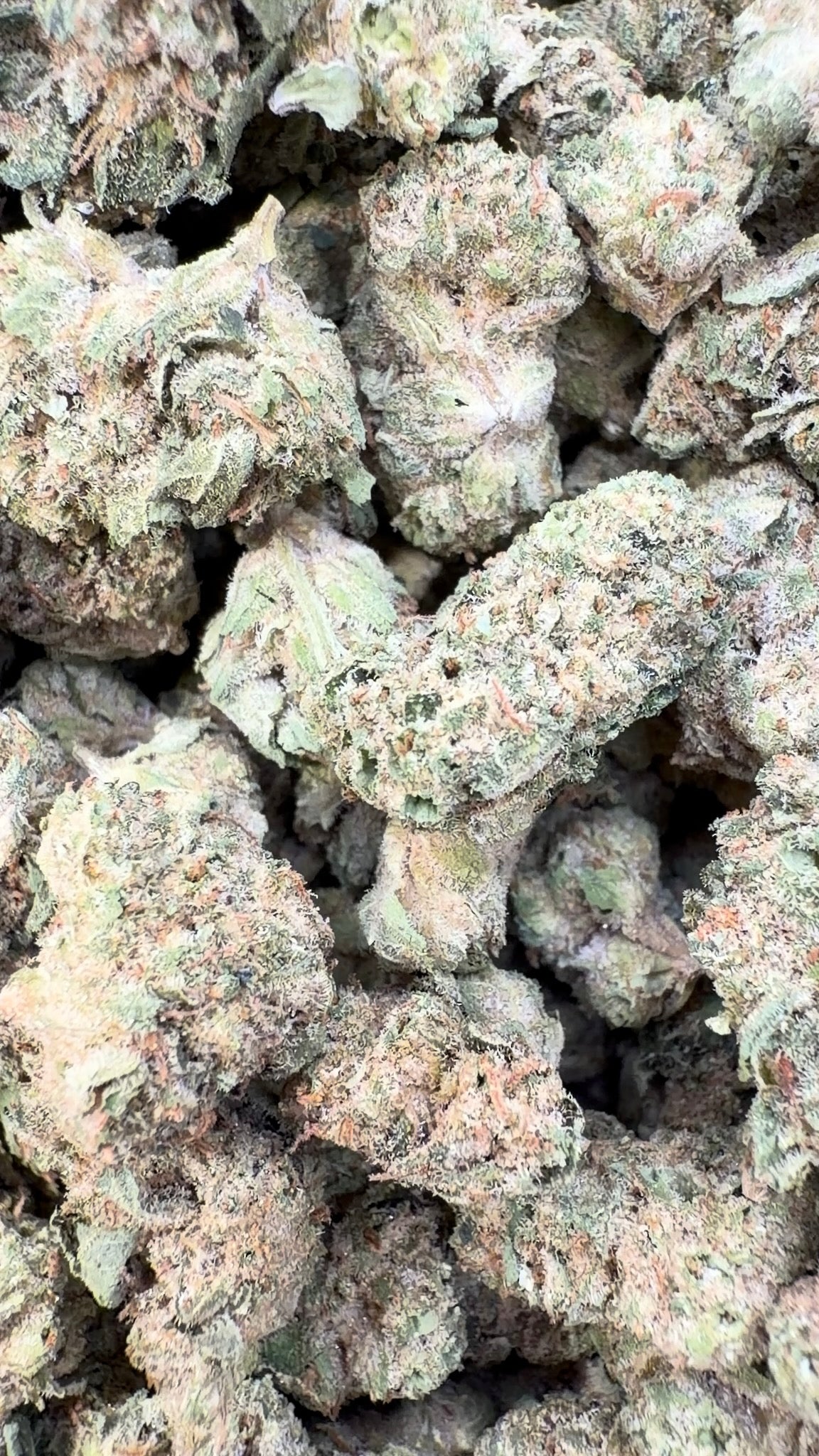 Ice Cream Cake Littles - Bulk Littles - Indica