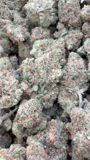 Green Crack - Bulk - Sativa