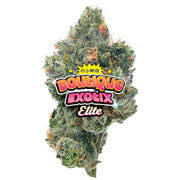 Elite Boutique Exotics - Purple Zkittles - 4 gramos - Indica 