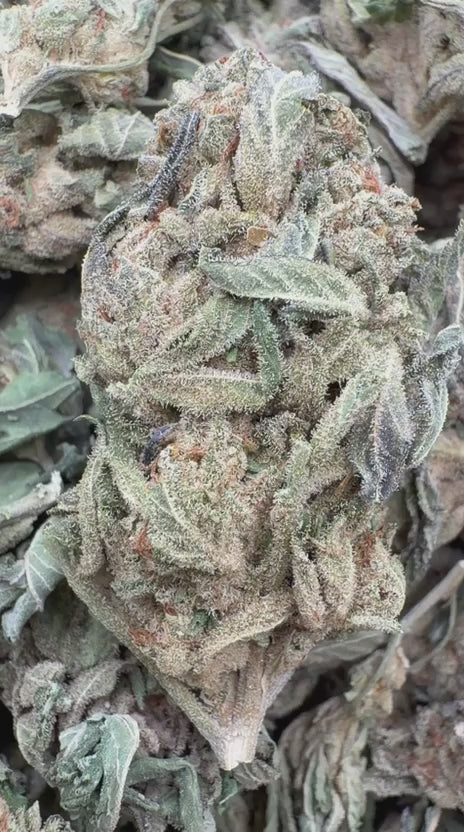 Load video: Jet Fuel Gelato - Bulk - Hybrid