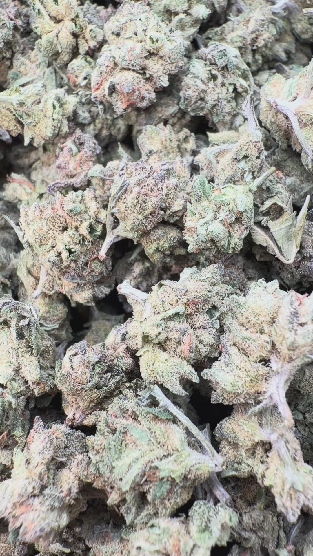 Load video: Sugar Cookies Littles - Bulk Littles - Indica