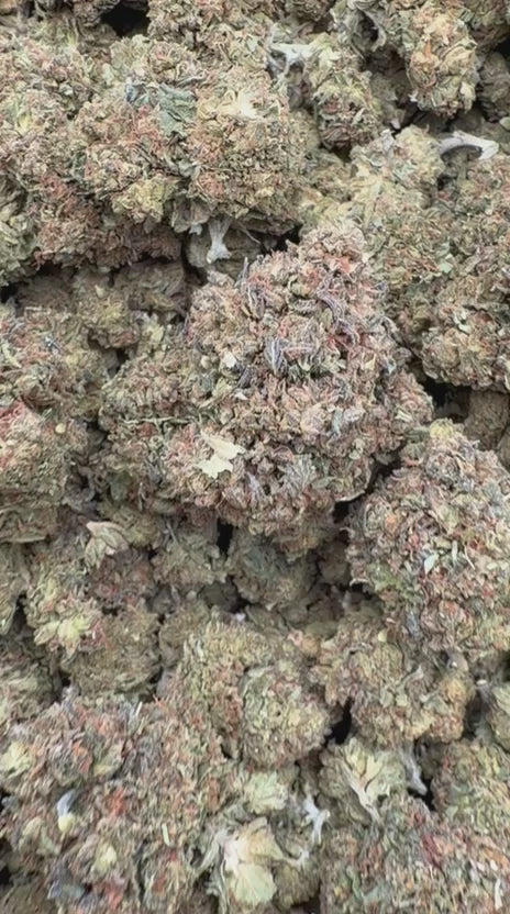 Load video: Gelato Mintz - Bulk - Hybrid