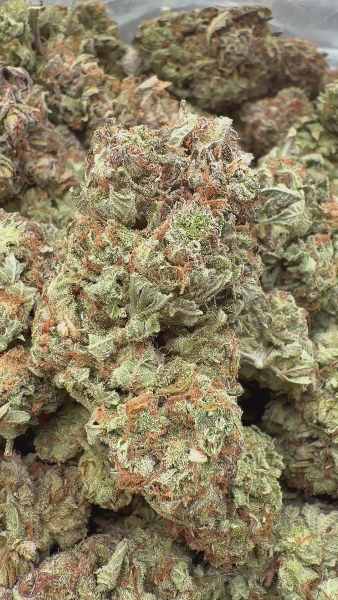 Cargar vídeo: Platinum Berry Indoor - A granel - Híbrido