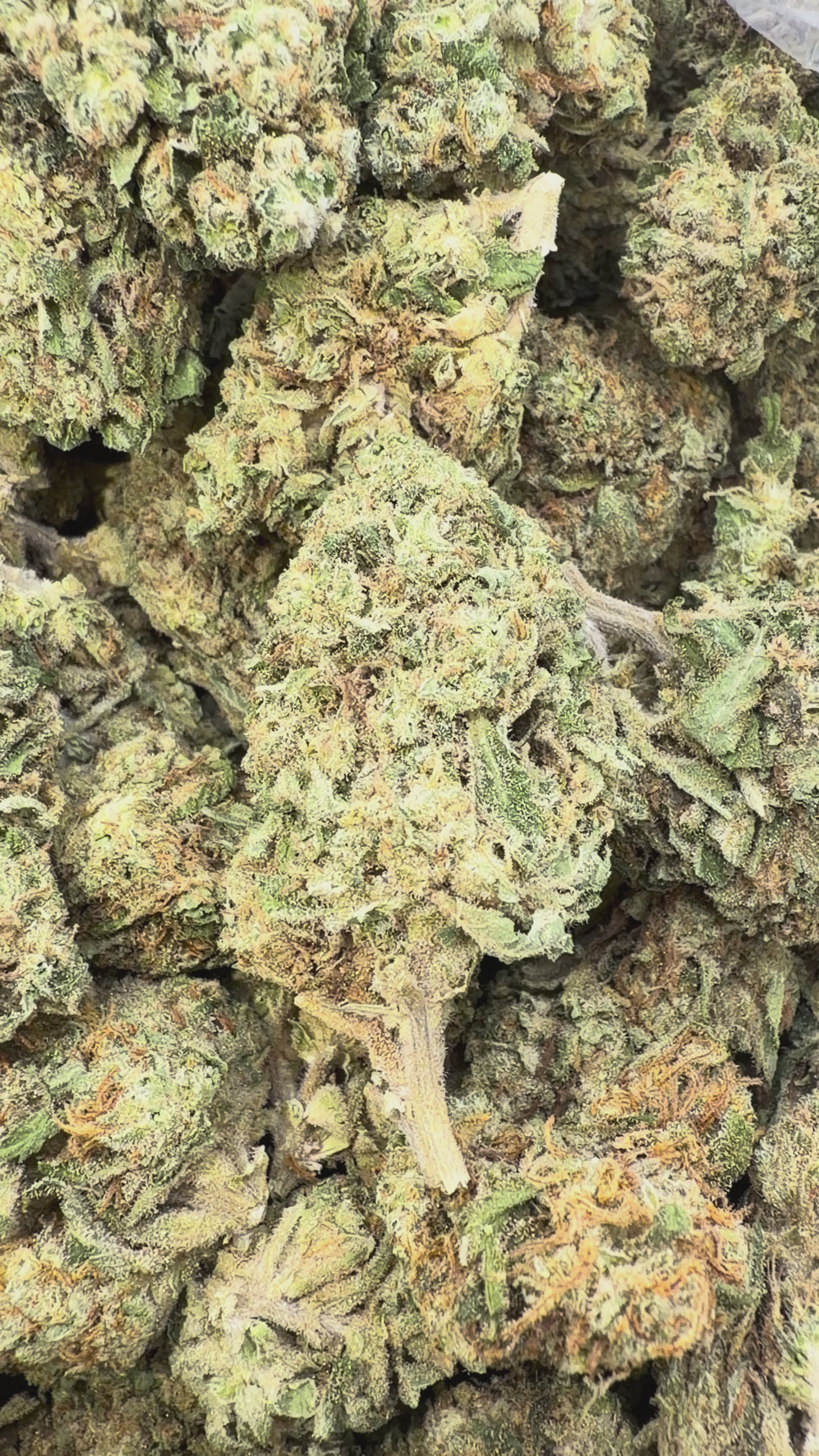 Load video: Razzberry Dream - Bulk - Indica