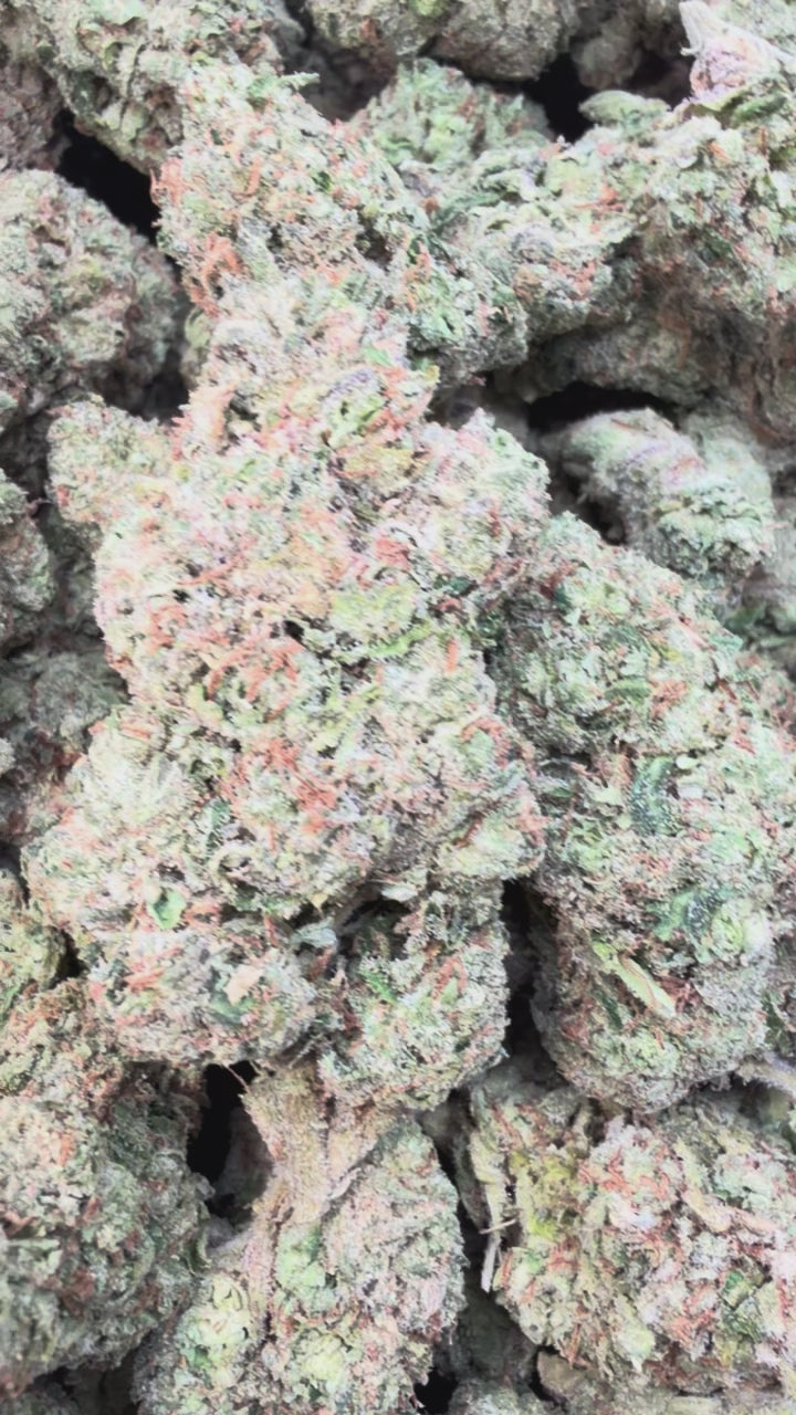 Load video: Lemon Cherry Gelato Indoor - Bulk - Hybrid