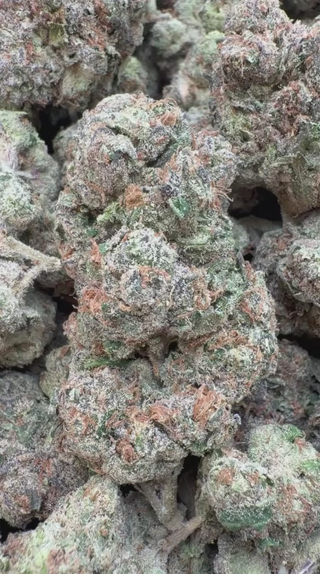 Load video: Cherry Warheads Indoor - Bulk - Hybrid