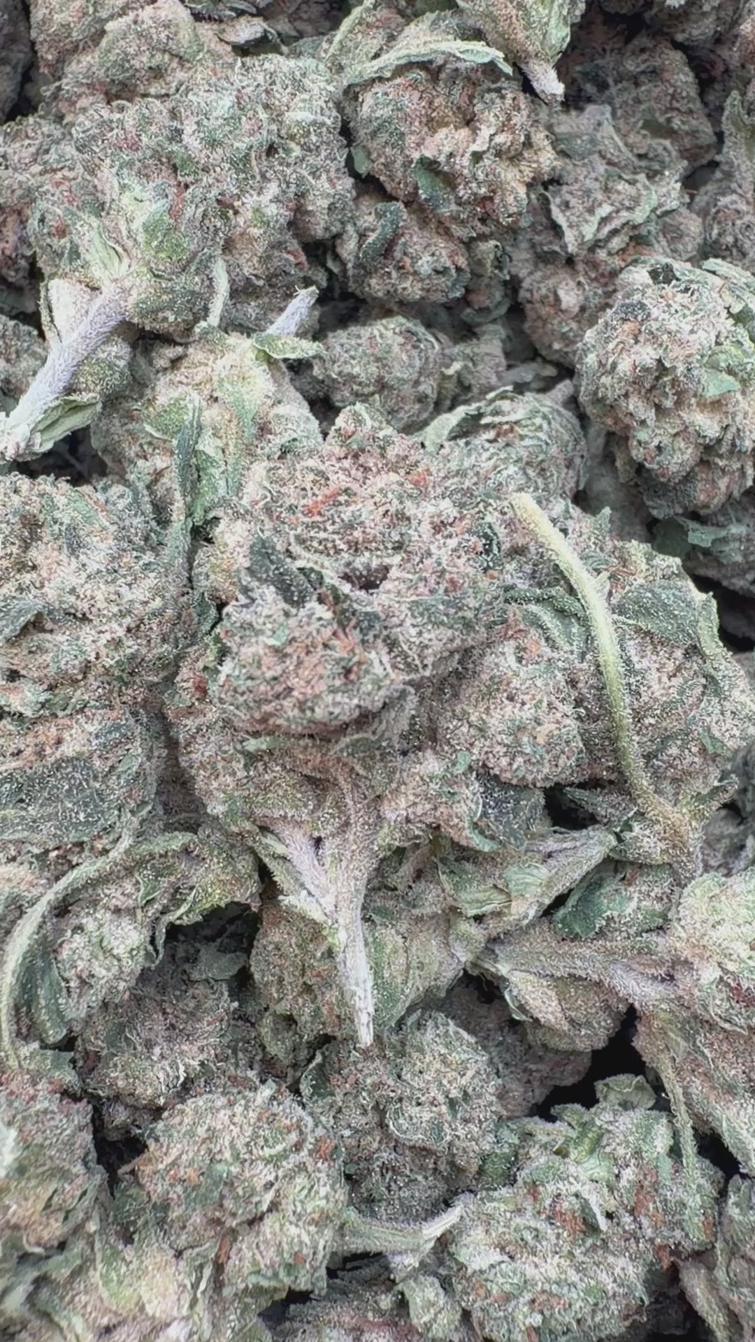 Load video: Jokerz - Bulk - Indica