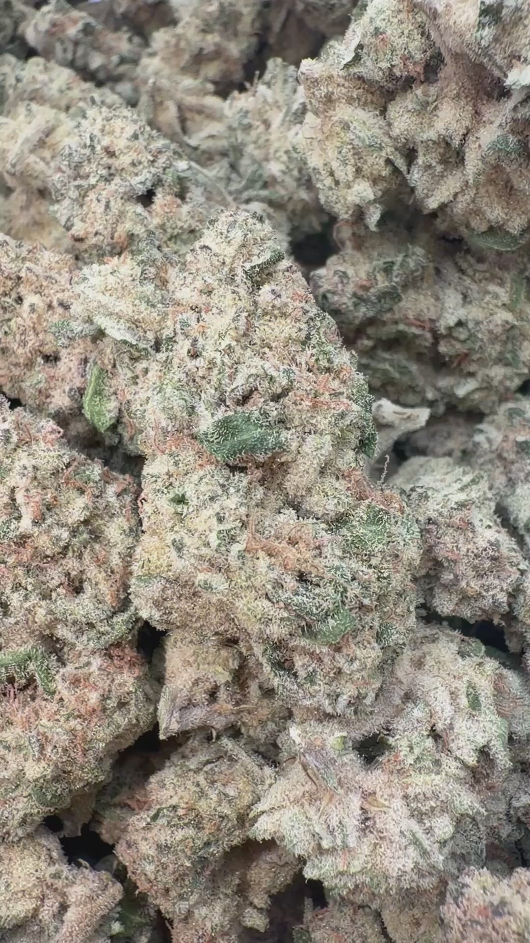 Load video: Sugar Cookies - Bulk - Indica