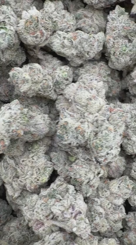 Load video: White Widow Indoor - Bulk - Hybrid