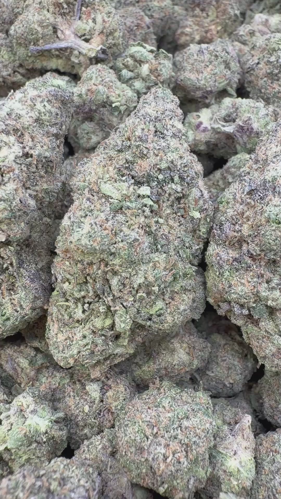 Load video: Lava Cake Indoor - Bulk - Indica