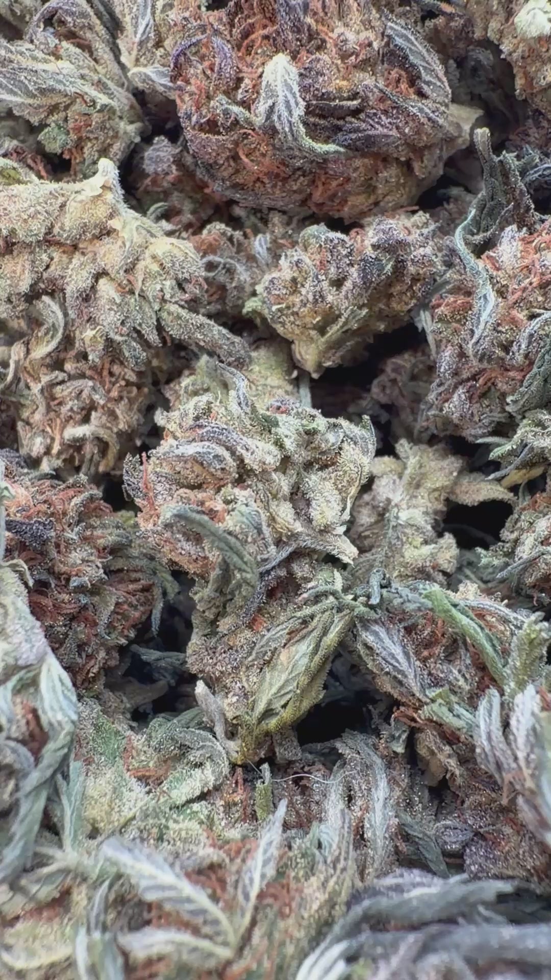 Cargar vídeo: Platinum Bubba - A granel - Índica